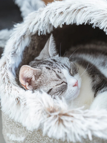 Catfri® CozyCat: Varm Och Mysigt Boet För Katter